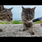 防波堤に座るといつも駆け寄ってくるキジトラ猫ちゃんにちゅーるをやってきた(YouTube)