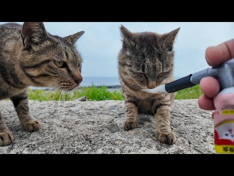 防波堤に座るといつも駆け寄ってくるキジトラ猫ちゃんにちゅーるをやってきた(YouTube)