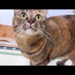 【猫のマイブーム】末っ子猫が飼い主を誘う遊びが可愛すぎます(YouTube)