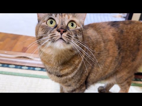 【猫のマイブーム】末っ子猫が飼い主を誘う遊びが可愛すぎます(YouTube)