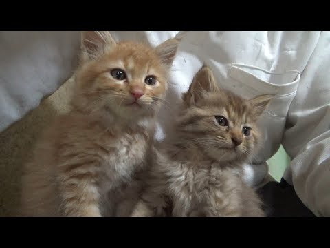 川で救助された兄弟子猫はかわいい毛玉だった(YouTube)