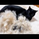 【柴犬の換毛期】柴犬パパの毛を抱き枕にして離れない猫が可愛すぎます(YouTube)