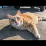 ゴロゴロ転がる！漁港の茶トラ猫が甘えん坊すぎて尊い…！(YouTube)
