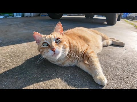 ゴロゴロ転がる！漁港の茶トラ猫が甘えん坊すぎて尊い…！(YouTube)