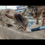 【天国】猫島で出会った猫たちにもちゅ〜るあげてみた結果…(YouTube)