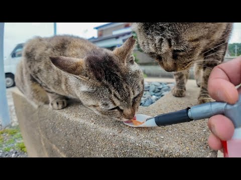 【天国】猫島で出会った猫たちにもちゅ〜るあげてみた結果…(YouTube)