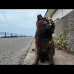 ちょっと逃げ腰だったサビ猫ちゃん、ちゅーるをやったら喜んで食べた(YouTube)