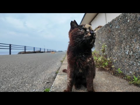 ちょっと逃げ腰だったサビ猫ちゃん、ちゅーるをやったら喜んで食べた(YouTube)