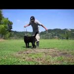 前回の動画のお詫びと訂正 甲斐犬瑞稀と施設へのご支援のお礼(YouTube)