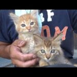 薄暗い部屋から出て興奮してる子猫(YouTube)