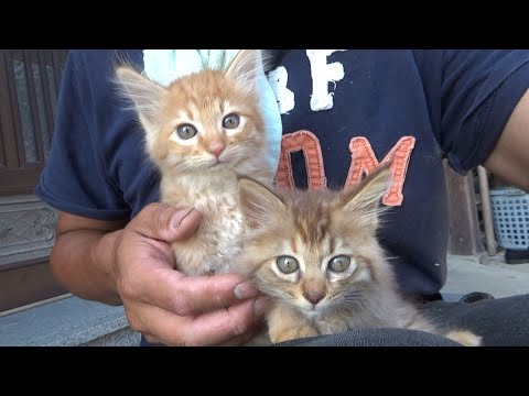 薄暗い部屋から出て興奮してる子猫(YouTube)