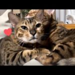 大きくなってもパパ猫大好きファザコン娘猫ちゃん(YouTube)