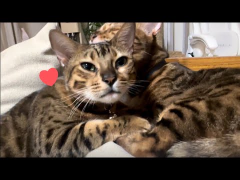 大きくなってもパパ猫大好きファザコン娘猫ちゃん(YouTube)
