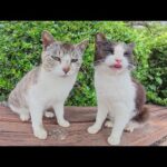 仲良しのハチワレ猫とキジシロ猫がベンチの上で頭グリグリし合う(YouTube)