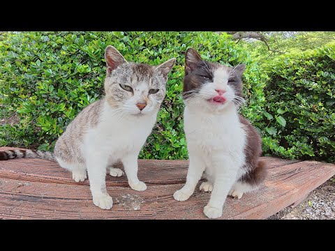 仲良しのハチワレ猫とキジシロ猫がベンチの上で頭グリグリし合う(YouTube)
