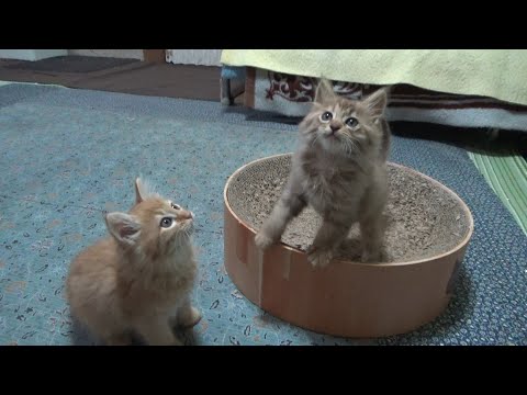 ドタバタ元気な毛玉みたいな子猫(YouTube)