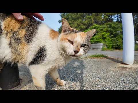 「撫でていいよ♪」防波堤の三毛猫がまさかのサービス精神！(YouTube)