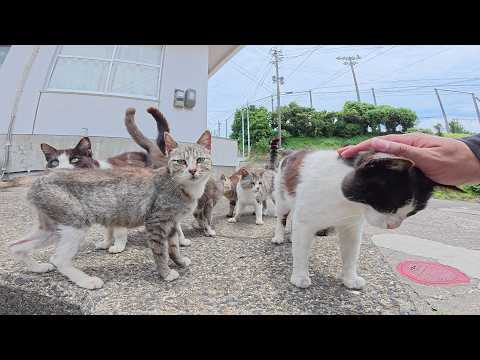 猫をモフっていると仲間がワラワラと集まってきて大集会が始まった(YouTube)