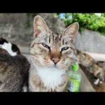 【今週のボツ動画】今週撮った未公開猫動画まとめて公開-unreleased video of this week-2025/6/1w(YouTube)