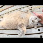 トトロ猫をほぐしたらヘソ天ポーズになって脱力してしまった(YouTube)