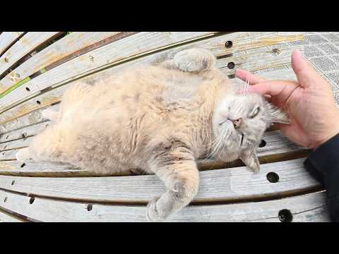 トトロ猫をほぐしたらヘソ天ポーズになって脱力してしまった(YouTube)