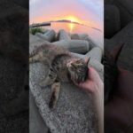 美しい夕日を眺めながら猫をモフる #猫 #ネコ #cat(YouTube)