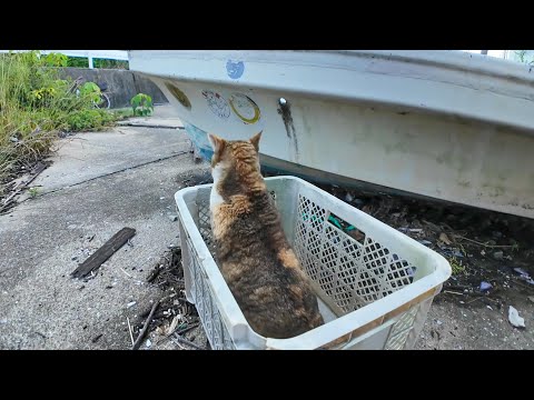 逃げるくせに撫でられたい！？漁港のツンデレ三毛猫が可愛すぎる(YouTube)