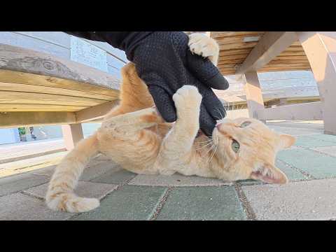凶暴な茶トラ猫が人間から手袋を強奪してズタボロにする(YouTube)