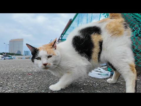 漁港に通うと毎回出てくる“ハート模様”の三毛猫が尊すぎた…【もちゅーる贈呈】(YouTube)