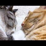 んーっと甘えた声で兄猫に甘える姫猫が可愛すぎました(YouTube)