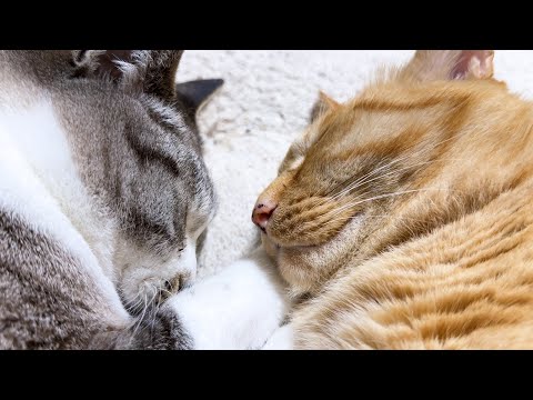んーっと甘えた声で兄猫に甘える姫猫が可愛すぎました(YouTube)