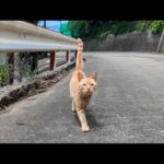 山道で出会った猫が仲間を召喚…気づけば猫に囲まれていた件(YouTube)