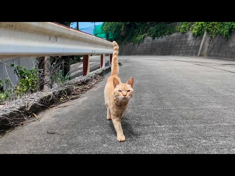 山道で出会った猫が仲間を召喚…気づけば猫に囲まれていた件(YouTube)