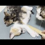 最後に体重&手の長さを測定される子猫(YouTube)