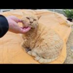 島の神社に行くと、恰幅の良い猫ちゃん達がお出迎えしてくれた(YouTube)