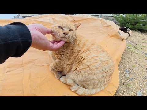 島の神社に行くと、恰幅の良い猫ちゃん達がお出迎えしてくれた(YouTube)