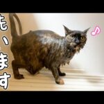 シャンプーの季節！1人目はサビ猫モモちゃん！！(YouTube)