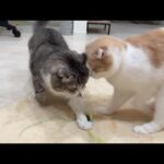 おもちゃに夢中になりすぎて思いっきり頭をぶつけた猫たちがこうなっちゃいました…(YouTube)