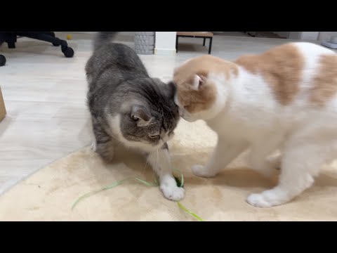 おもちゃに夢中になりすぎて思いっきり頭をぶつけた猫たちがこうなっちゃいました…(YouTube)