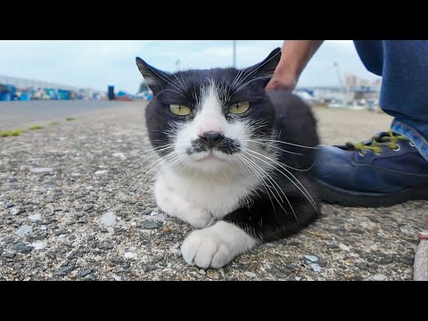 漁港を散歩する髭のハチワレ猫ちゃんをナデナデしてきた(YouTube)