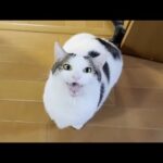 まだ子猫に出会う前の豆大福(YouTube)