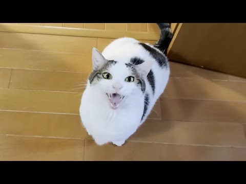 まだ子猫に出会う前の豆大福(YouTube)