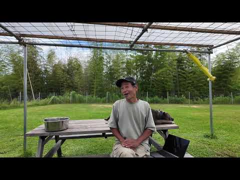 ピットブルとっつぁんについて【ゲリラライブ8時45分より配信】(YouTube)