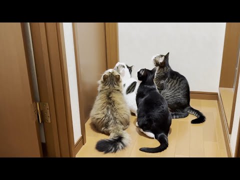 扉の向こうに子猫がいてるとは全く知らない猫(YouTube)