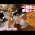 一難去ってまたwww  泥の中からレスキューされたモグとチビーズ   2025 06 06 1(YouTube)