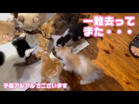 一難去ってまたwww  泥の中からレスキューされたモグとチビーズ   2025 06 06 1(YouTube)