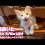 お腹空いた～  と～さんマジ困ってますwww  泥の中からレスキューされたモグ   2025 06 20 2(YouTube)