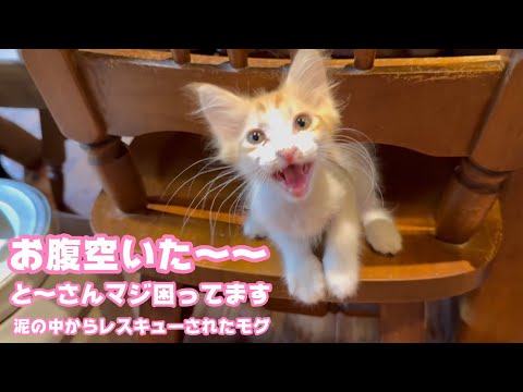 お腹空いた～  と～さんマジ困ってますwww  泥の中からレスキューされたモグ   2025 06 20 2(YouTube)