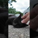 駐車場に横たわる黒猫(YouTube)