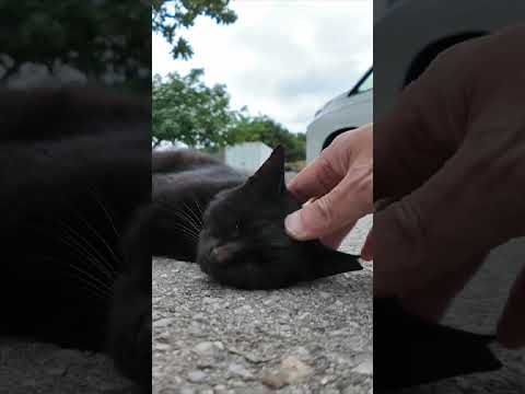 駐車場に横たわる黒猫(YouTube)